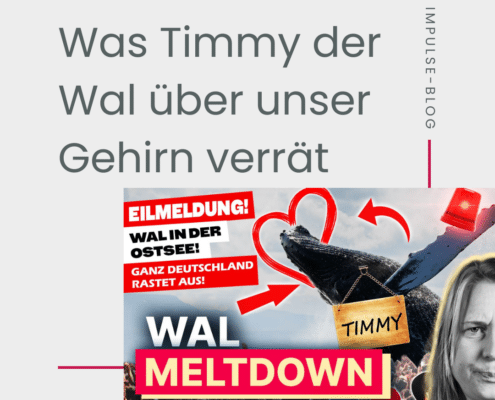 was timmy der wal über unser gehirn verrät